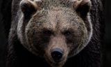 Rendkívüli helyzet a felvidéki medvetámadások miatt